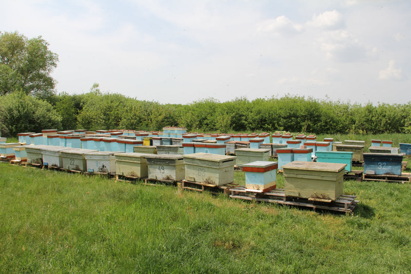 Filiera integrată Apiarium, control total de la stup la pacient