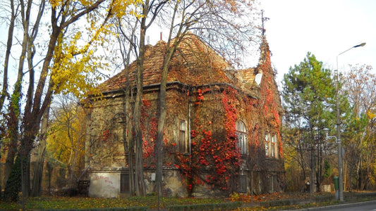 Casa din parc se deschide…