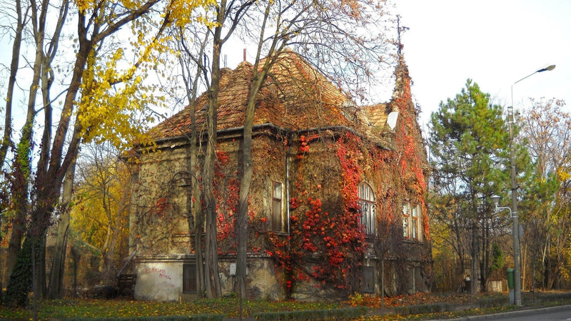 Casa din parc se deschide…