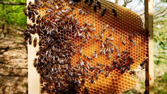 Farmacia stupului, acolo unde natura vindecă în tăcere