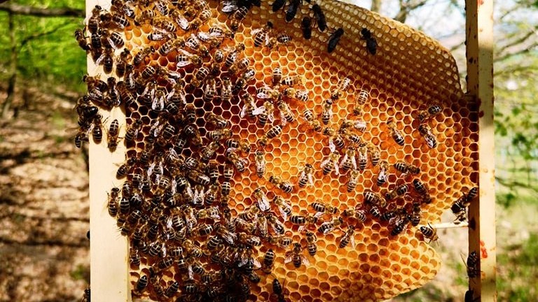 Farmacia stupului, acolo unde natura vindecă în tăcere